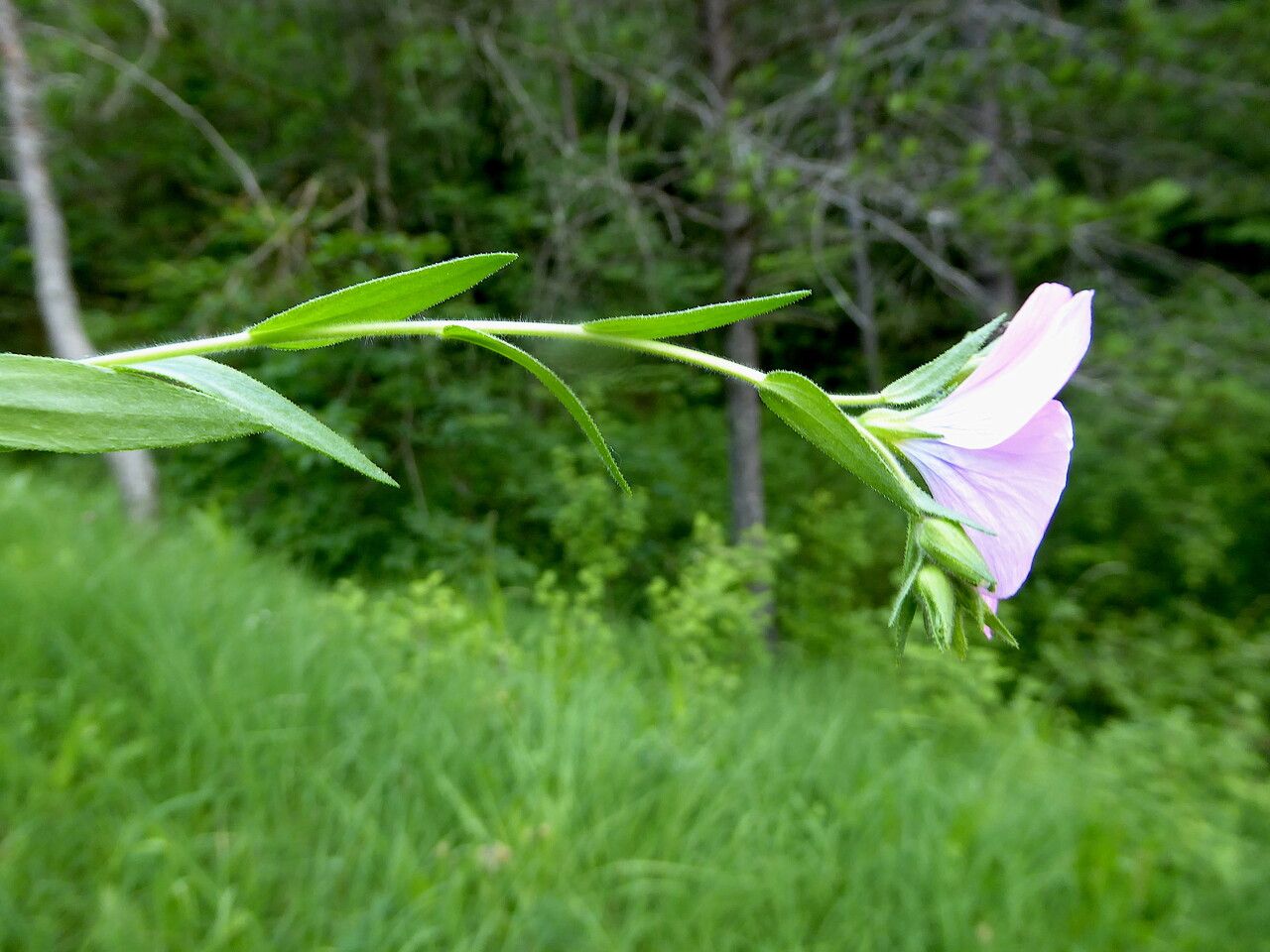 Linum viscosum flower