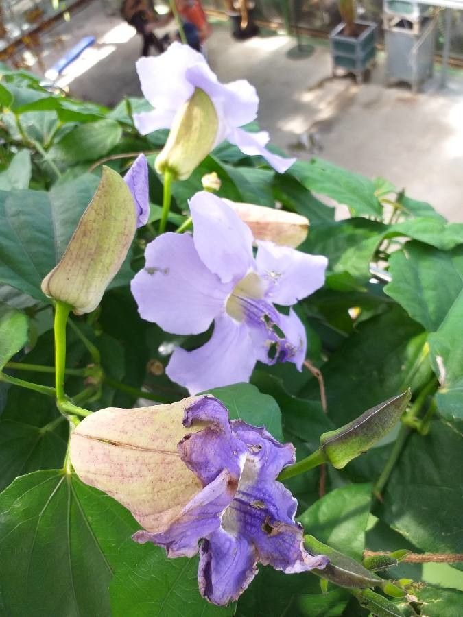 Thunbergia laurifolia flower