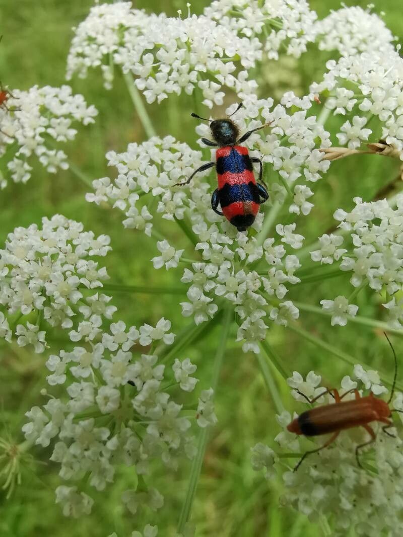 Oreoselinum nigrum flower