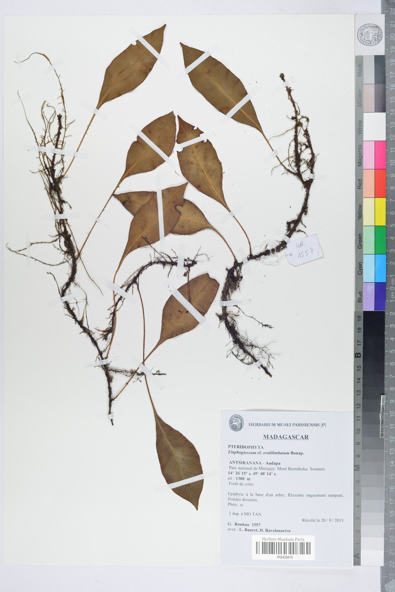 Elaphoglossum rakotondrainibeae — houseplant care guide