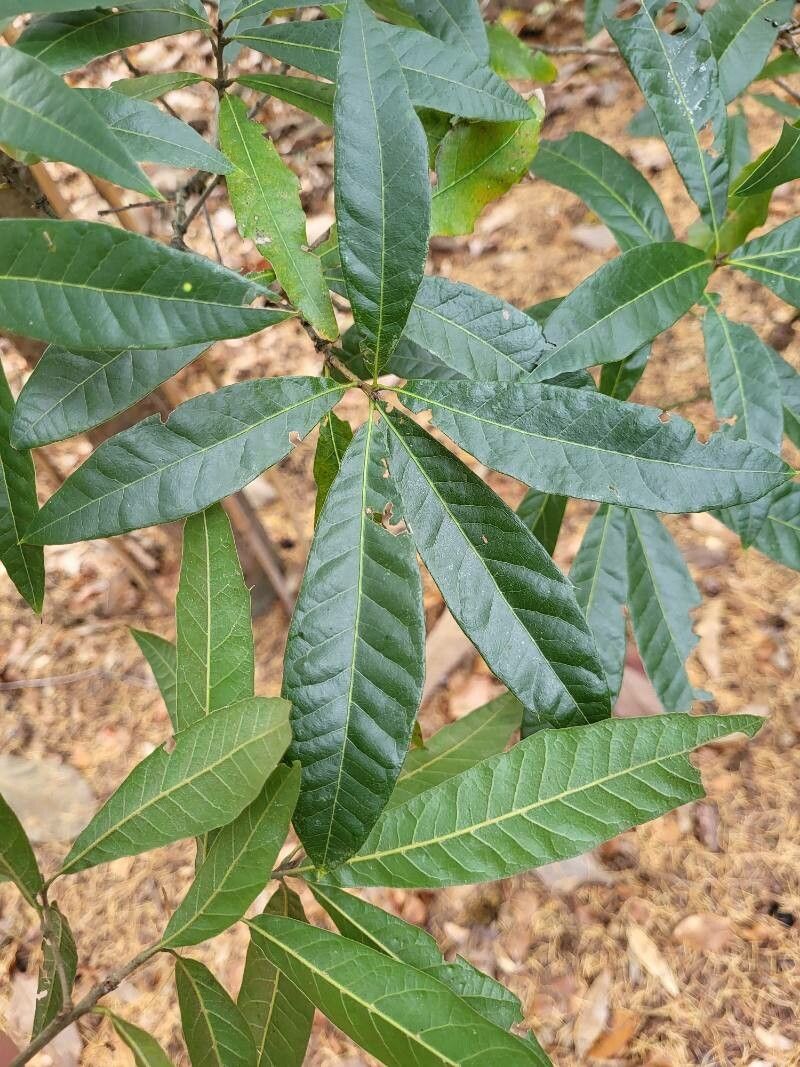 Quercus grahamii — houseplant care guide