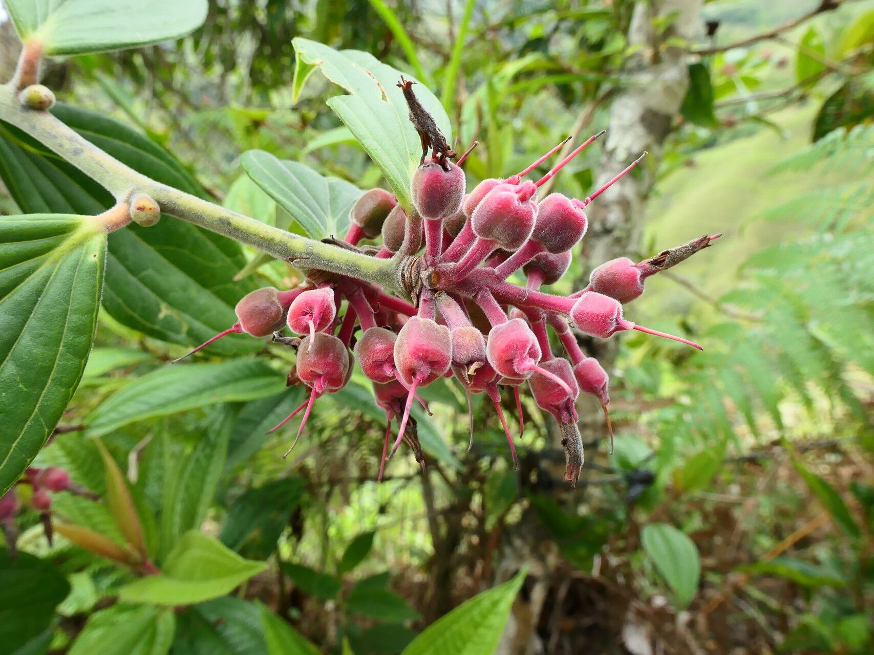 Cavendishia pubescens fruit