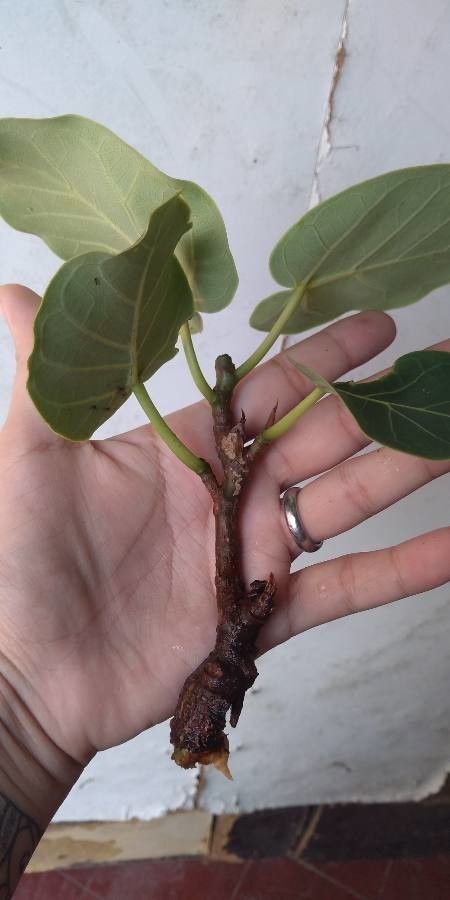 Ficus abutilifolia bark