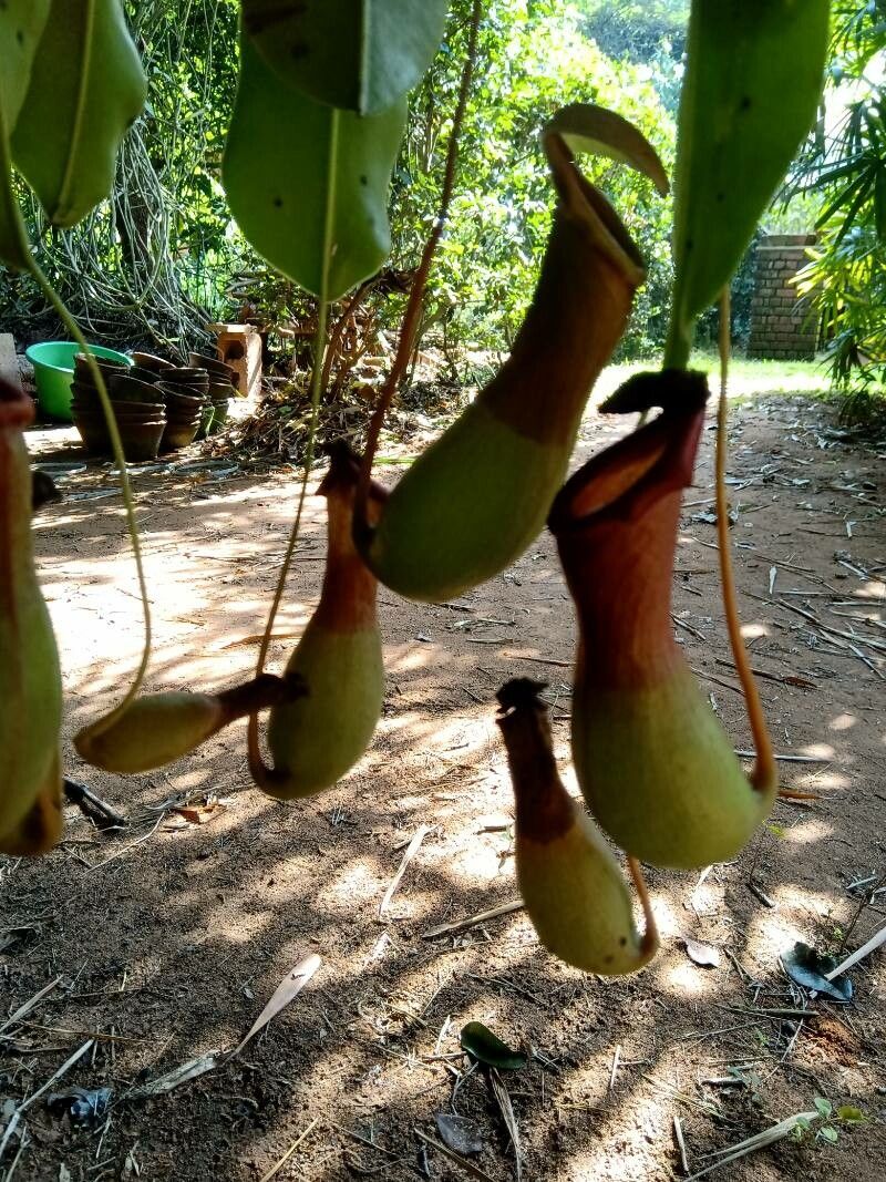 Nepenthes khasiana — search result for 'Nepenthes'