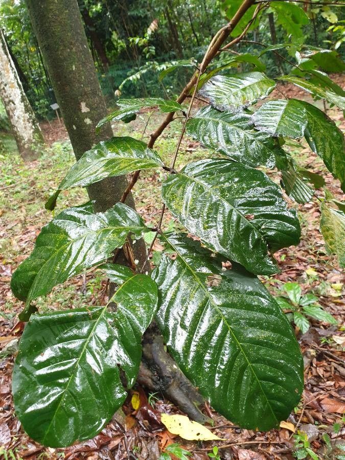 Nephelium ramboutan-ake leaf