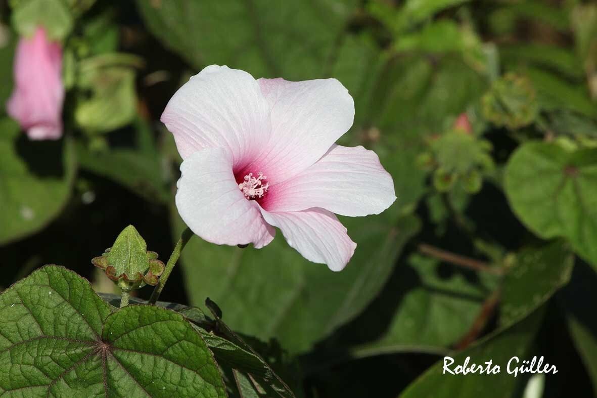 Hibiscus sororius flower