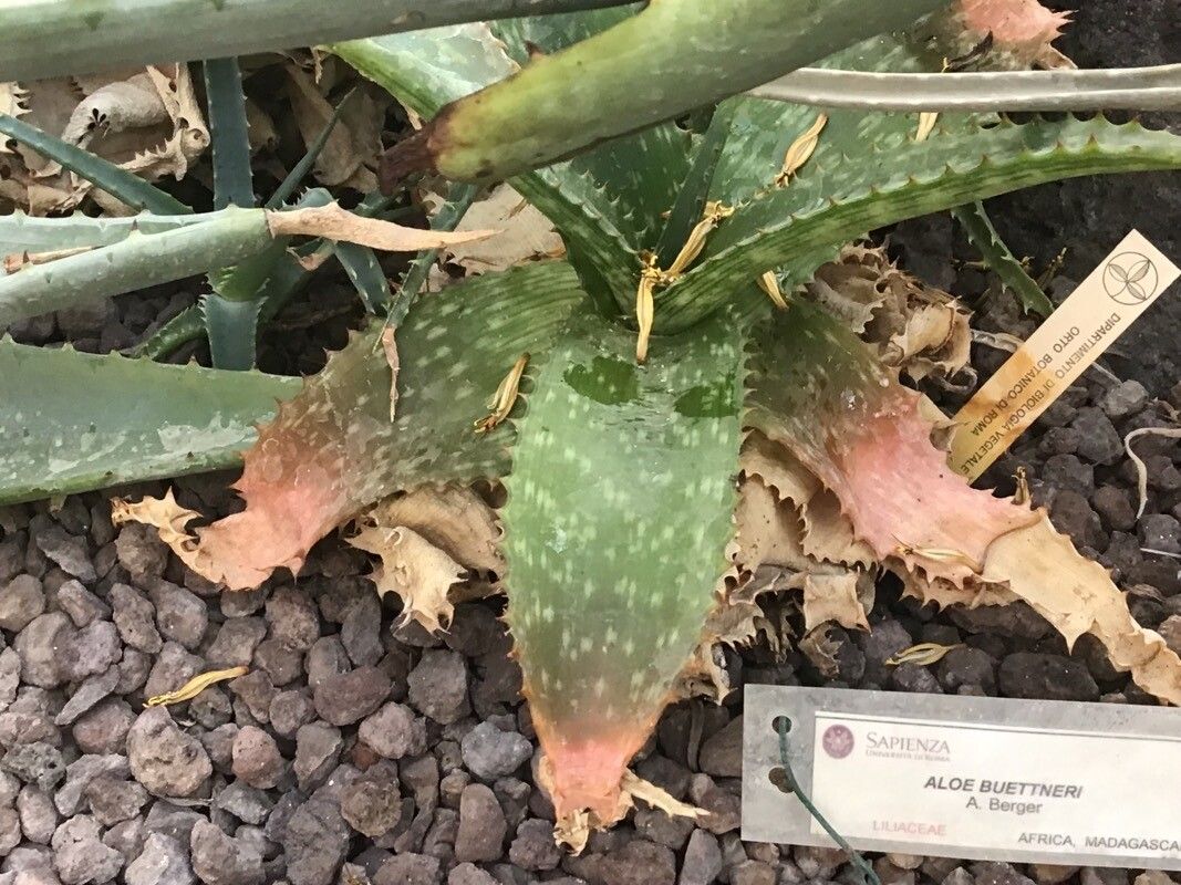 Aloe buettneri — houseplant care guide