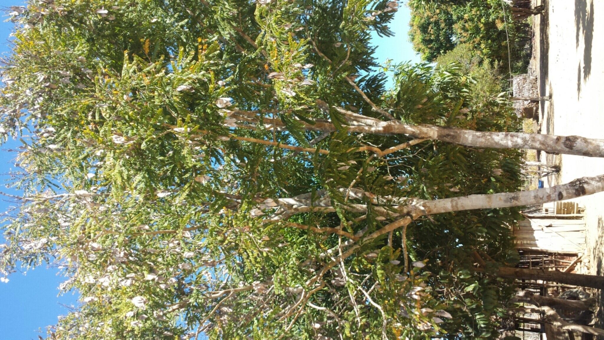 Dalbergia glaucocarpa habit