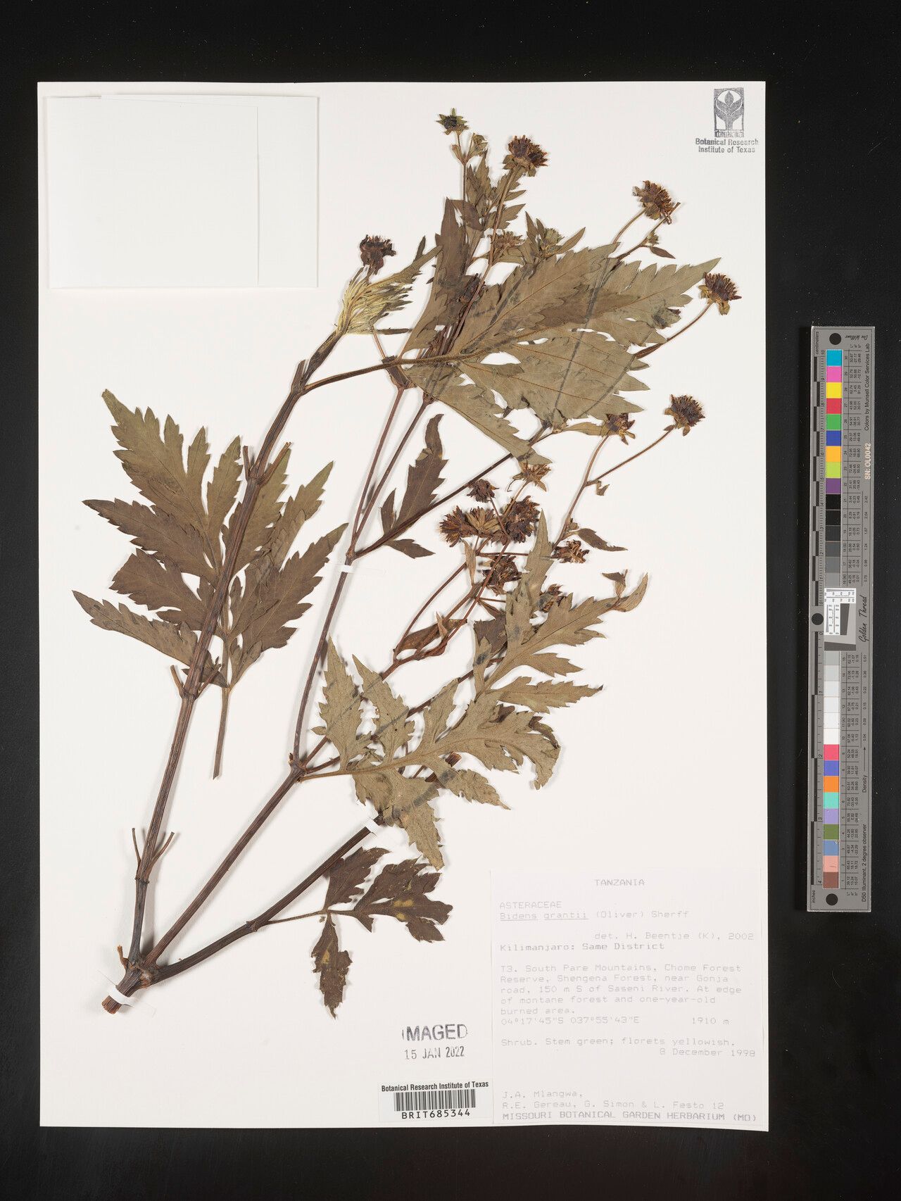 Bidens grantii — houseplant care guide