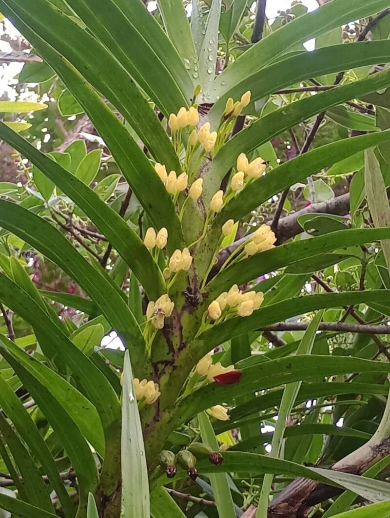 Maxillaria aurea — houseplant care guide