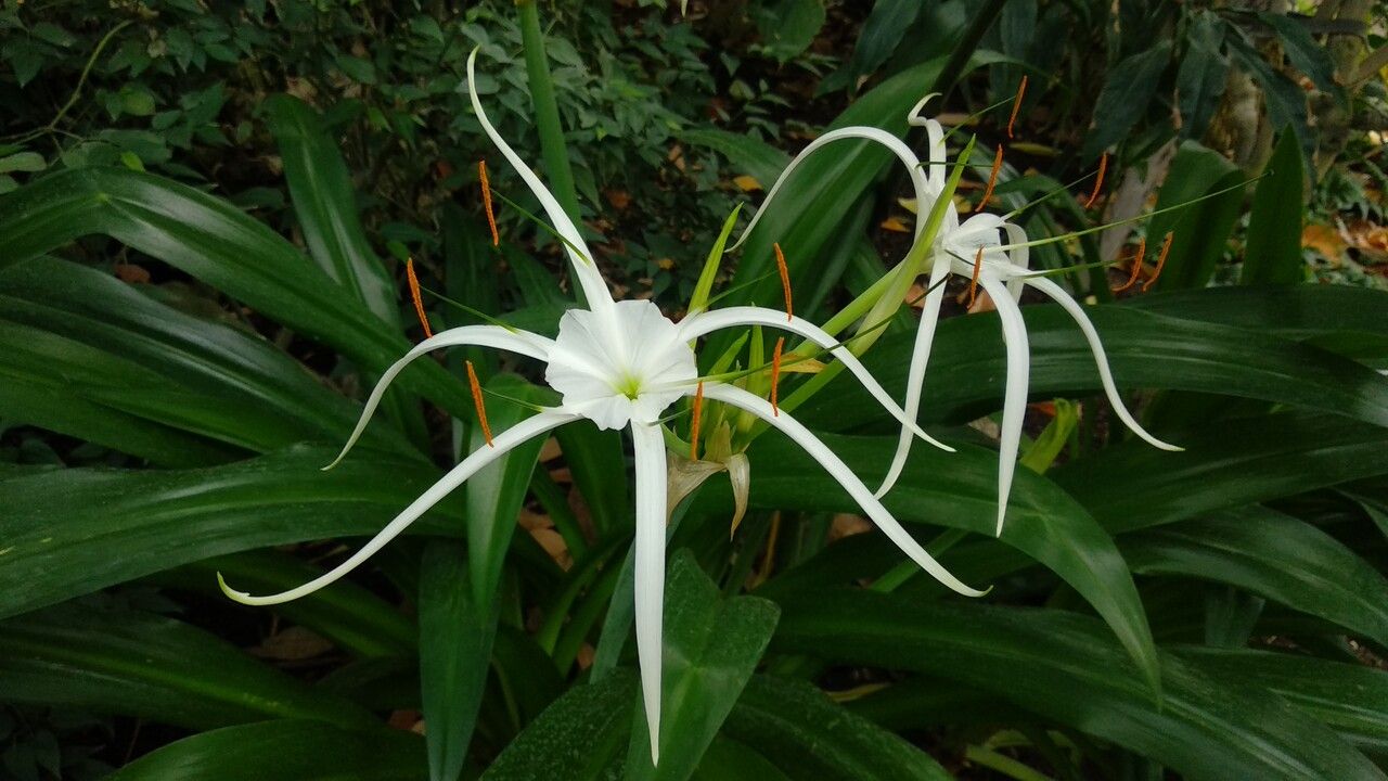 Hymenocallis harrisiana flower