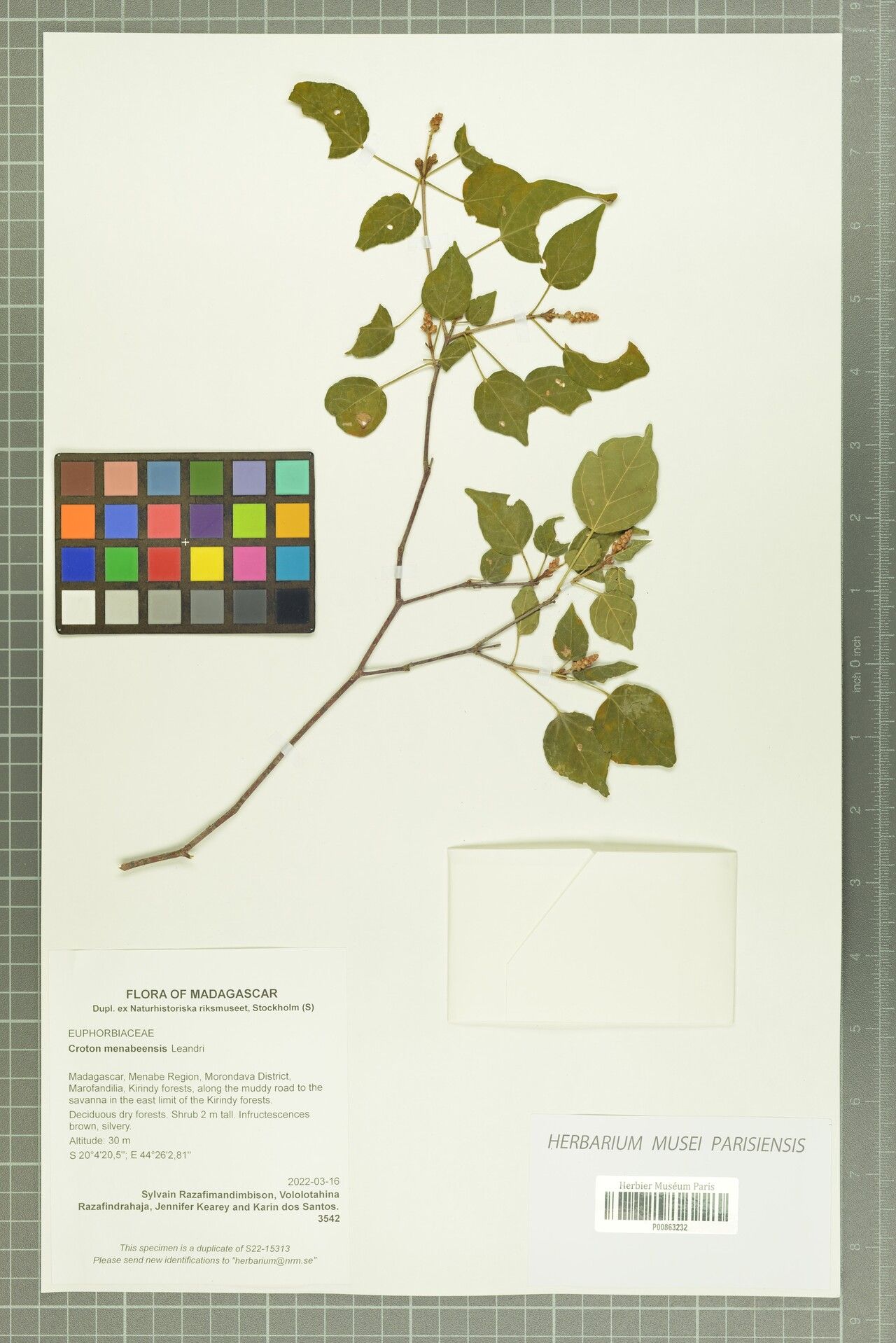 Croton menabeensis — houseplant care guide