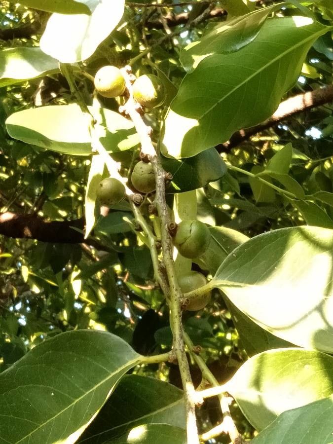 Diospyros maritima — search result for 'Ebenaceae'