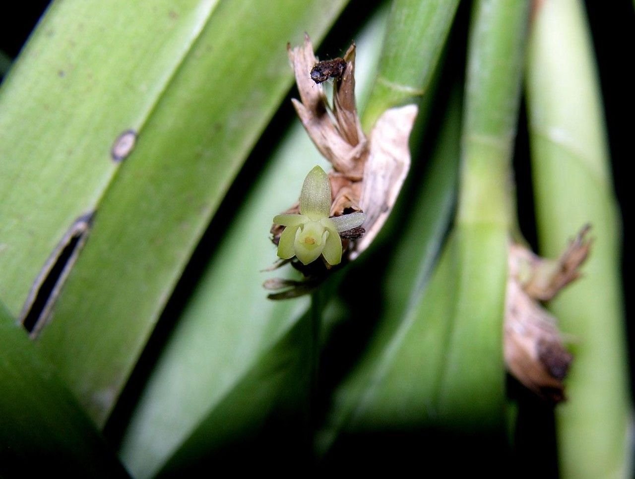 Scaphyglottis minutiflora flower