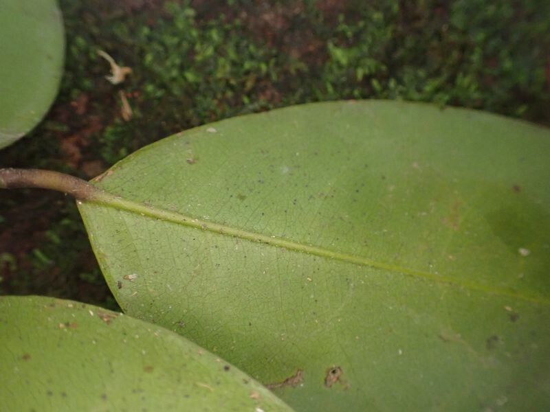 Dialium angolense leaf