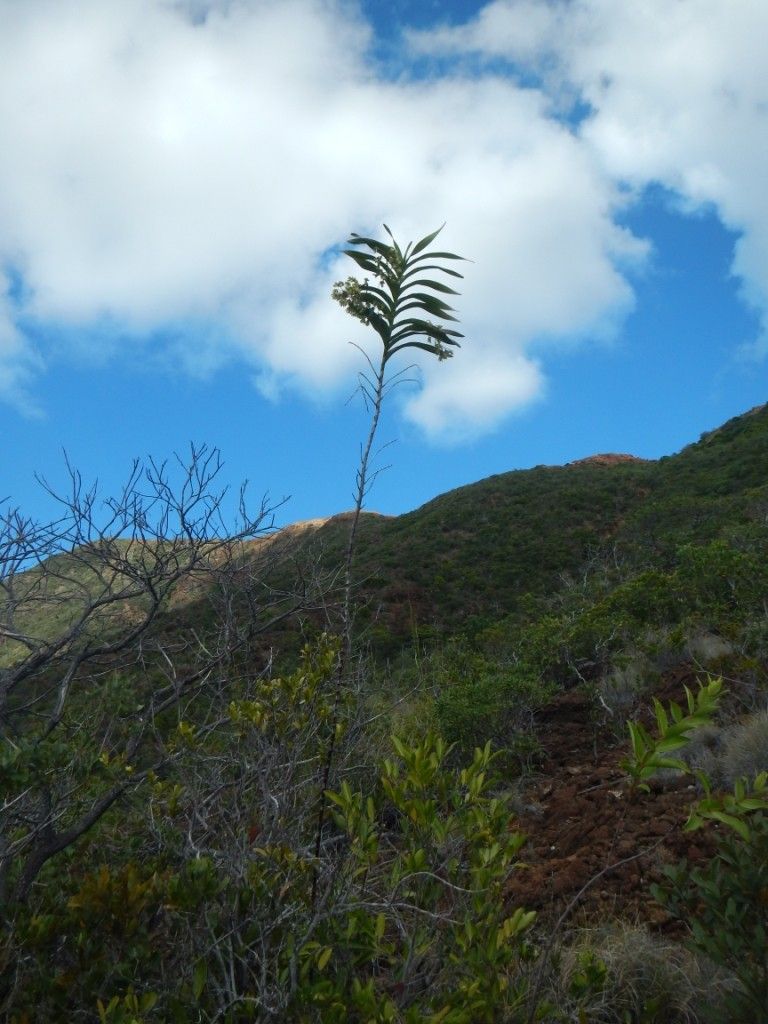 Dendrobium vandifolium habit