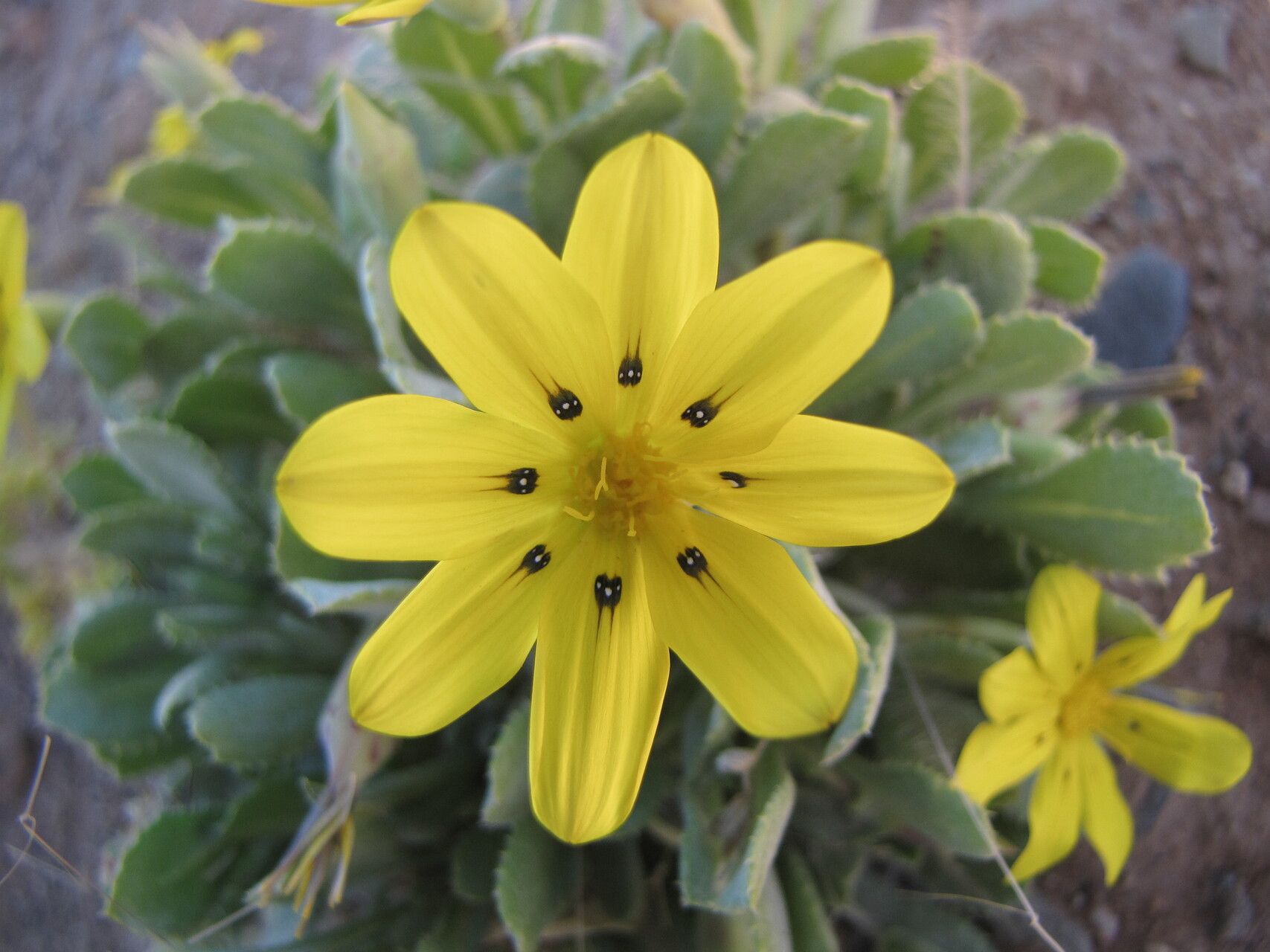 Gazania lichtensteinii flower
