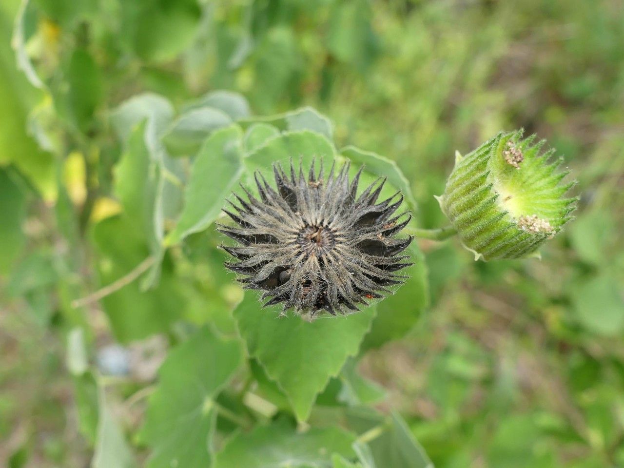 Abutilon indicum fruit