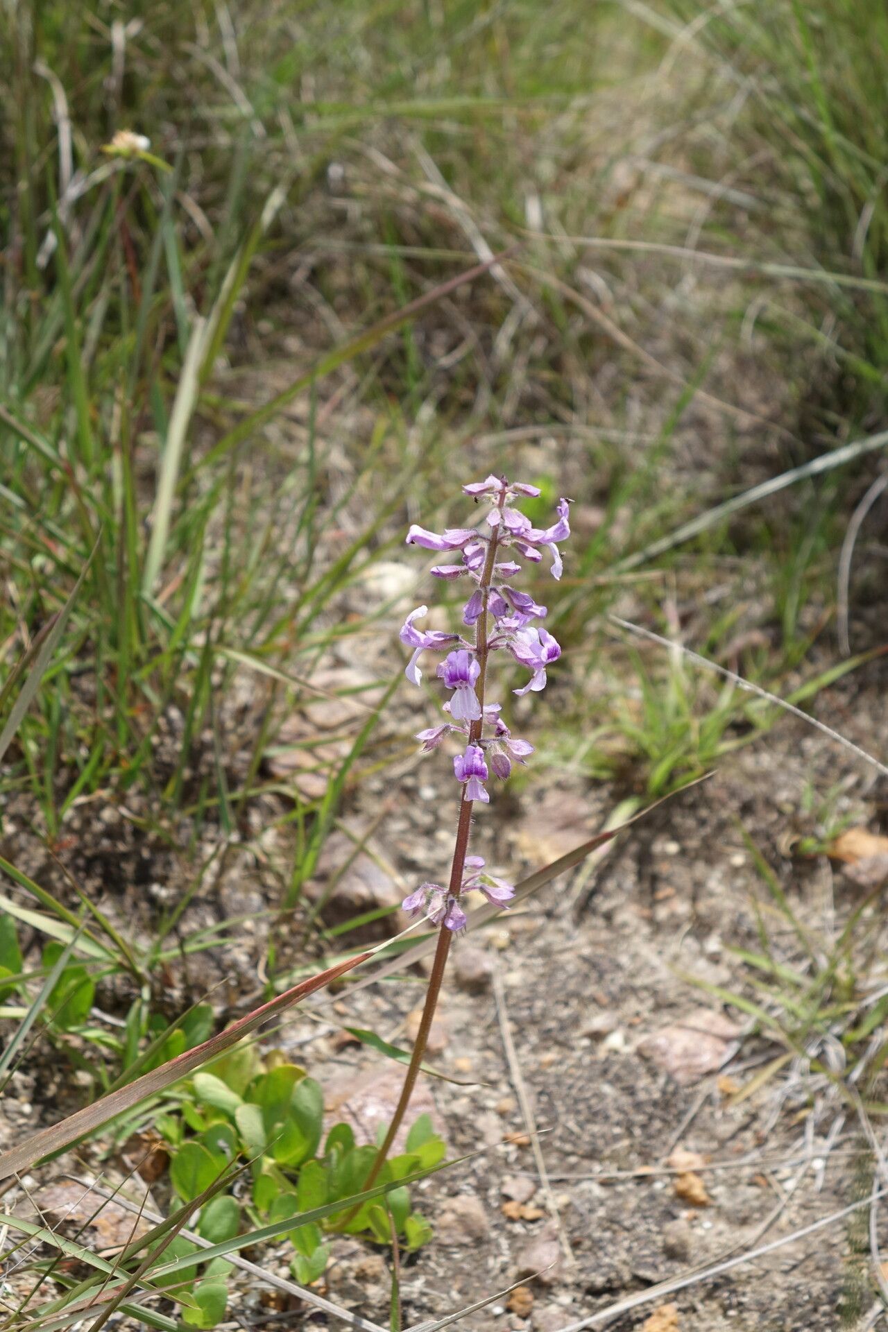 Orthosiphon sarmentosus — houseplant care guide