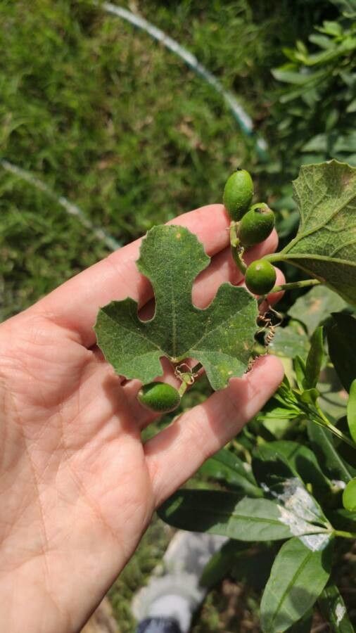 Cayaponia bonariensis leaf