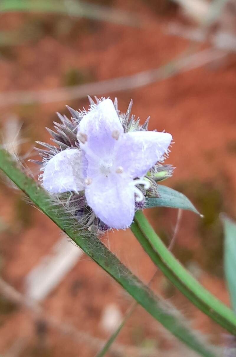 Spermacoce poaya flower