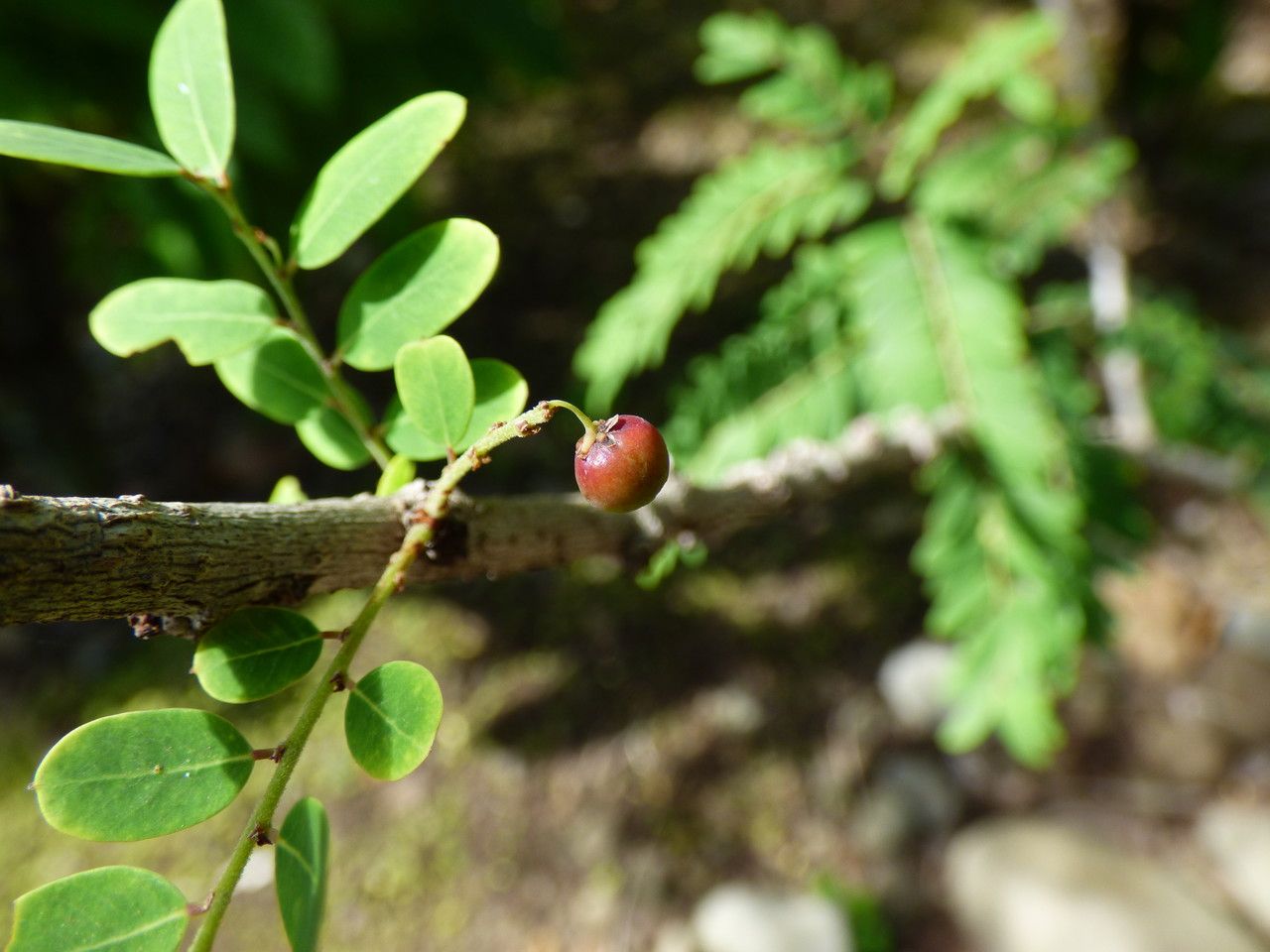 Phyllanthus niruroides fruit