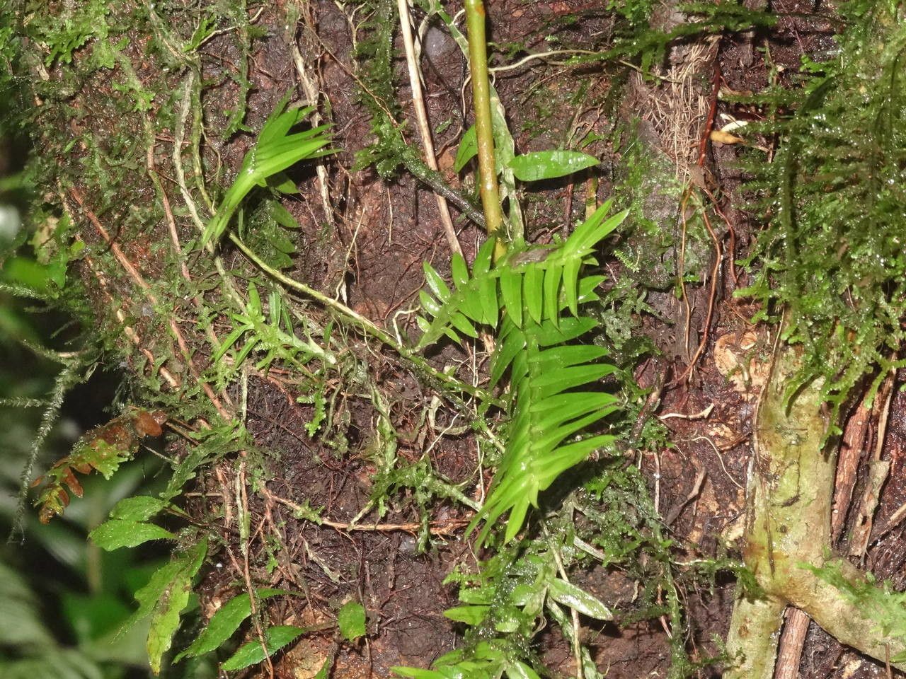 Dichaea pendula habit