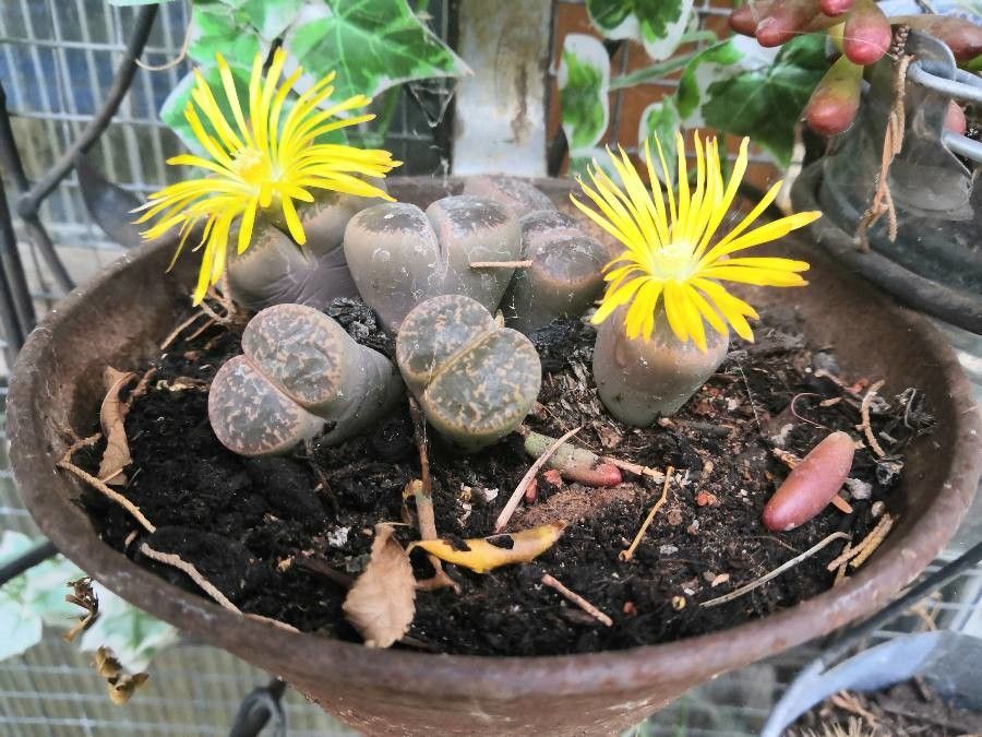 Lithops pseudotruncatella flower