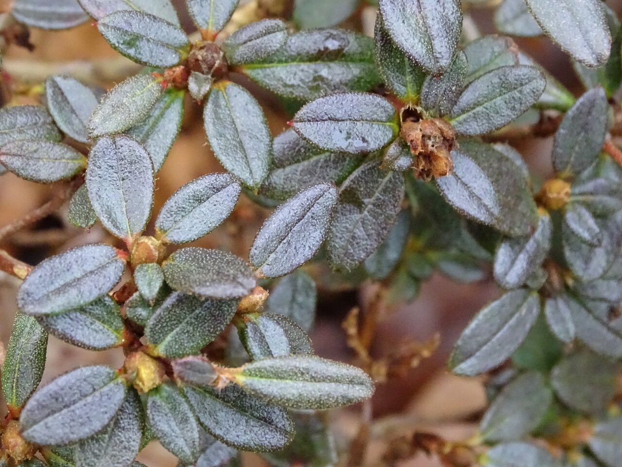 Rhododendron sargentianum — houseplant care guide