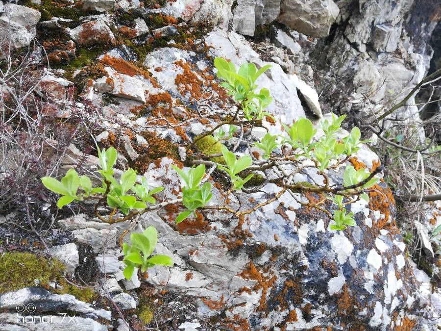 Salix caprea x Salix laggeri — houseplant care guide