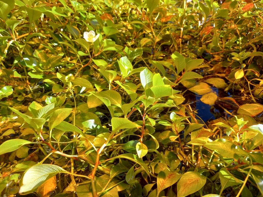 Ludwigia helminthorrhiza habit