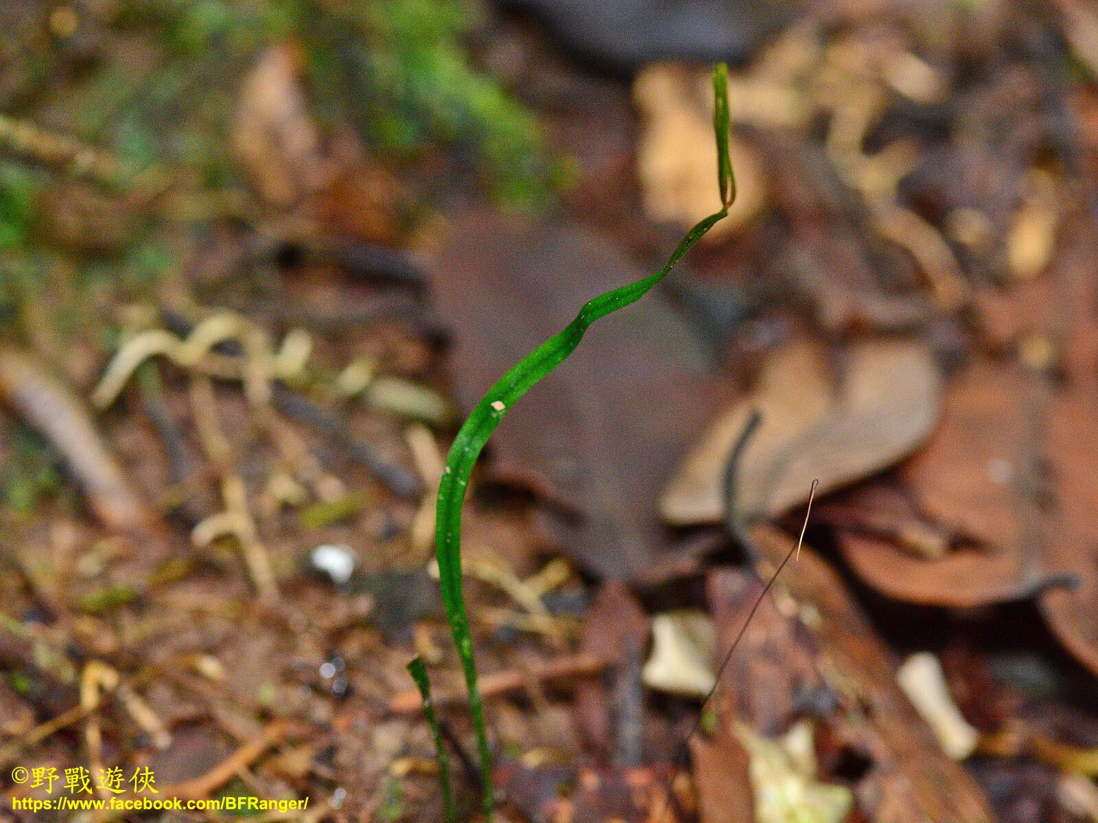 Actinostachys digitata — related species from the same genus