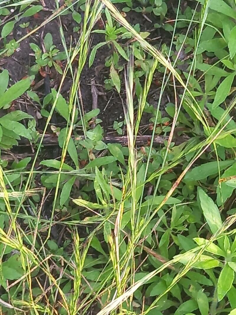 Festuca bromoides flower