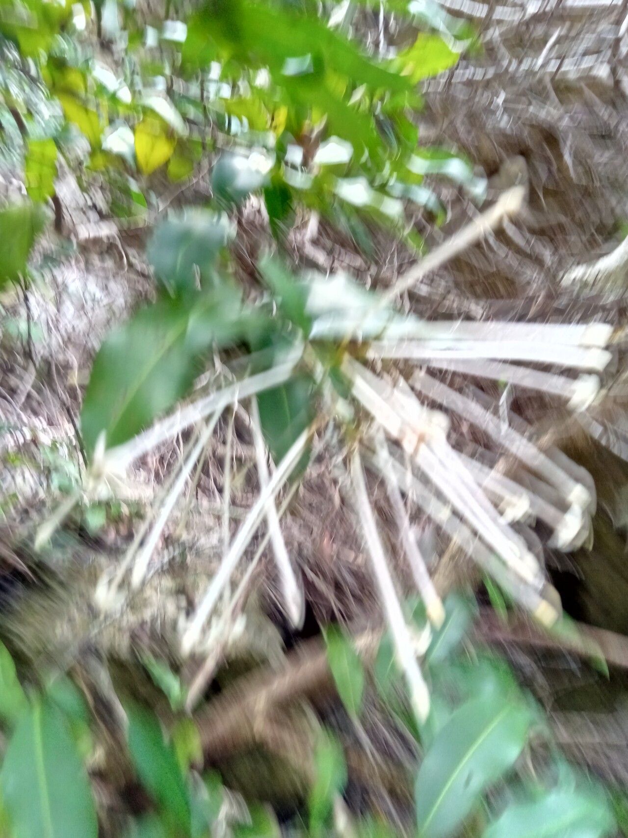 Ixora ripicola flower