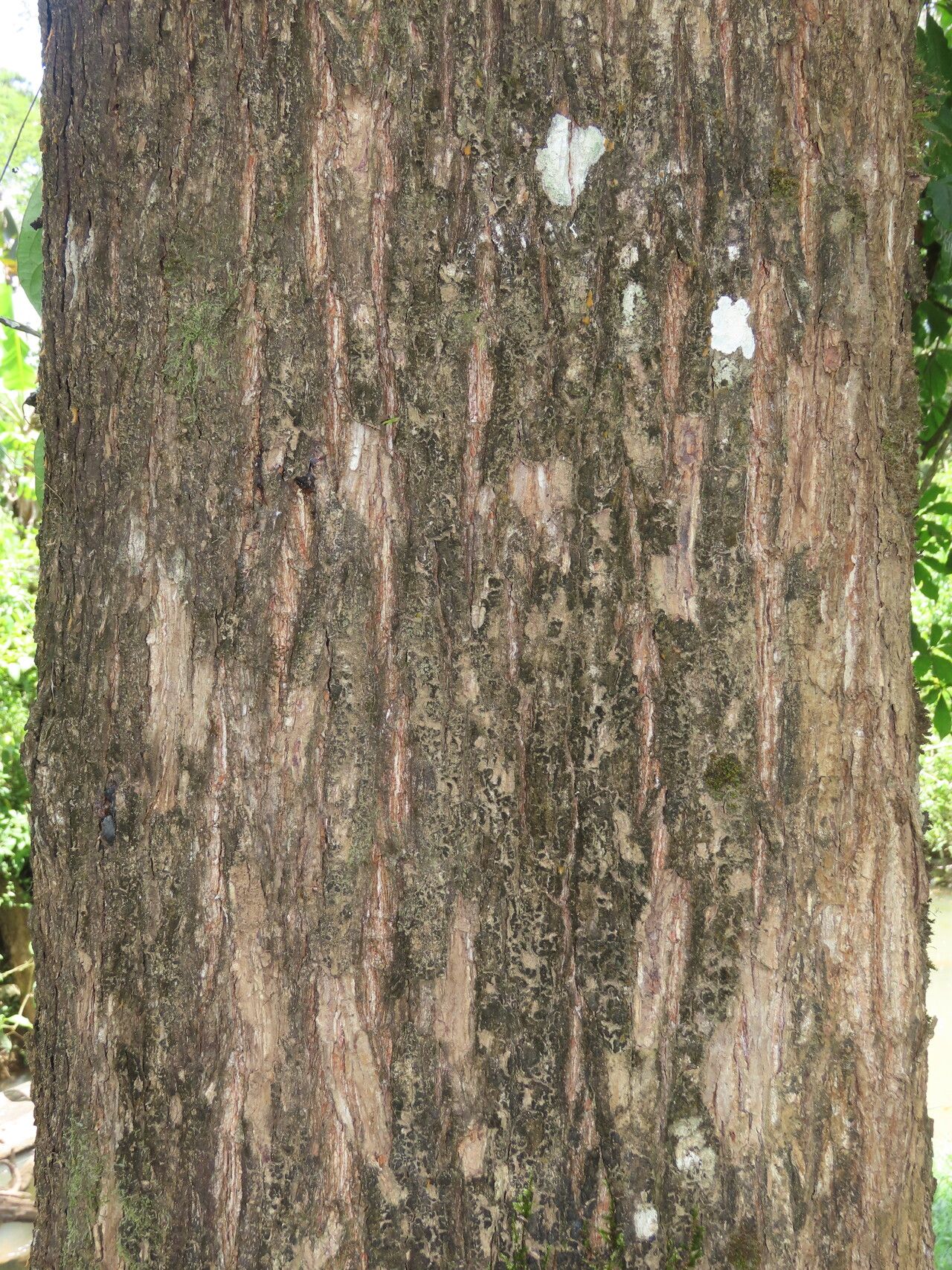 Terminalia bucidoides bark