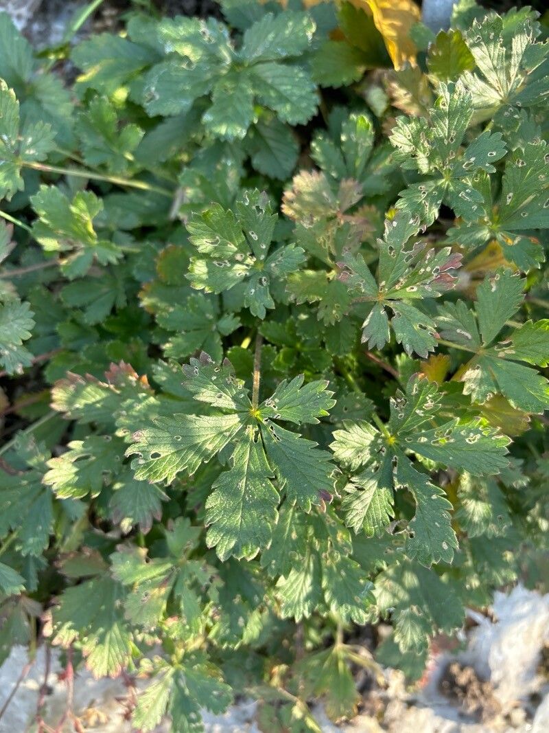 Potentilla praecox — houseplant care guide