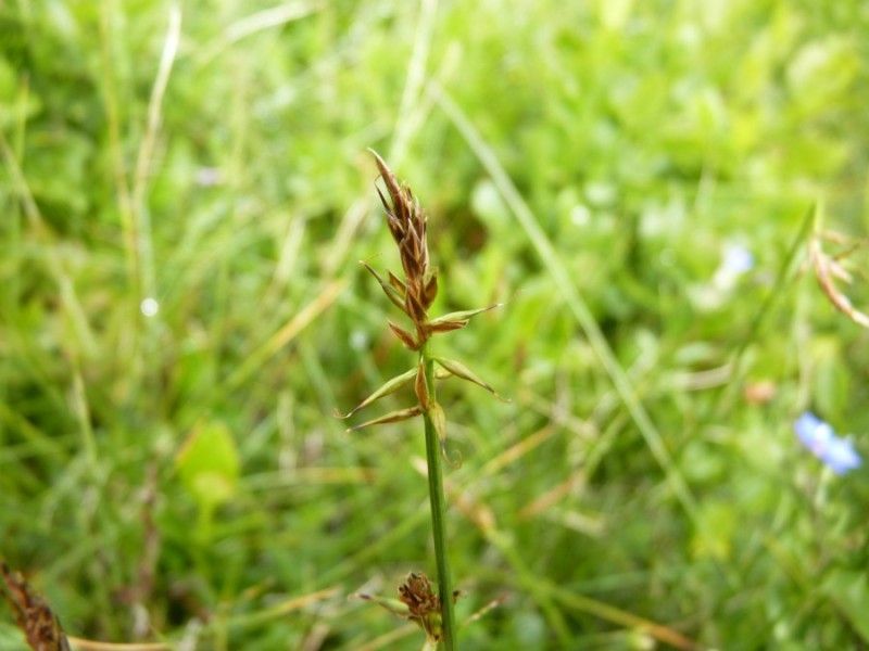 Carex macrostylos — houseplant care guide