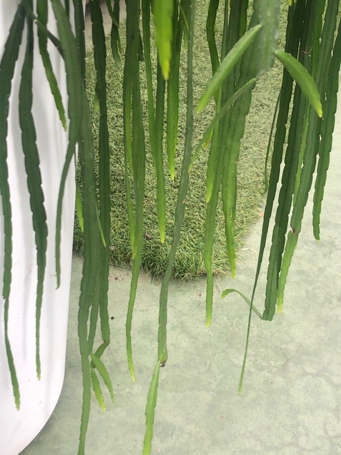 Rhipsalis Boliviana leaf