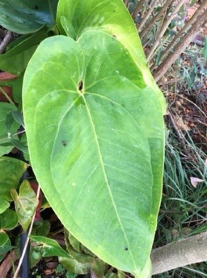 Anthurium guildingii leaf