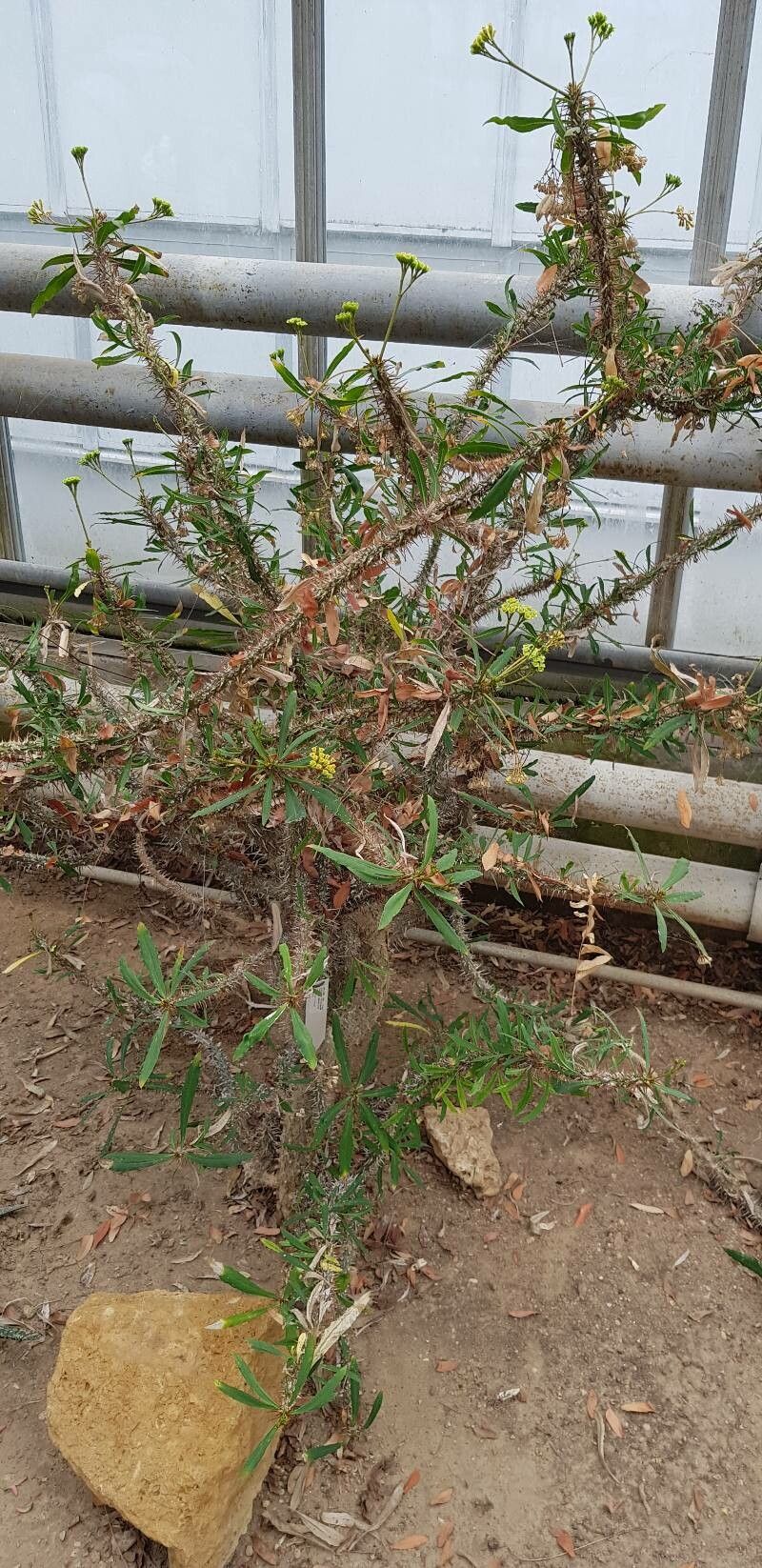 Euphorbia capuronii habit