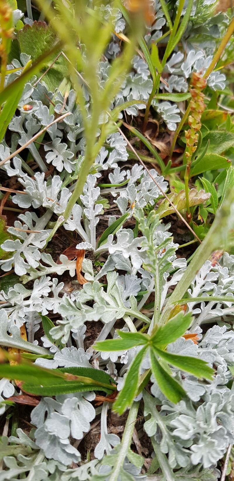 Jacobaea incana leaf