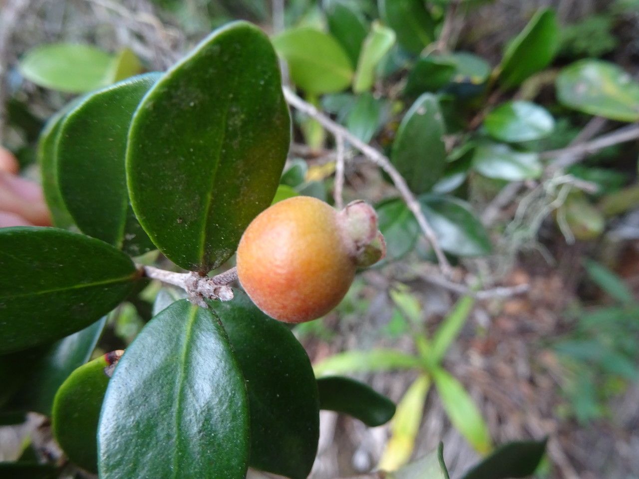 Eugenia buxifolia fruit