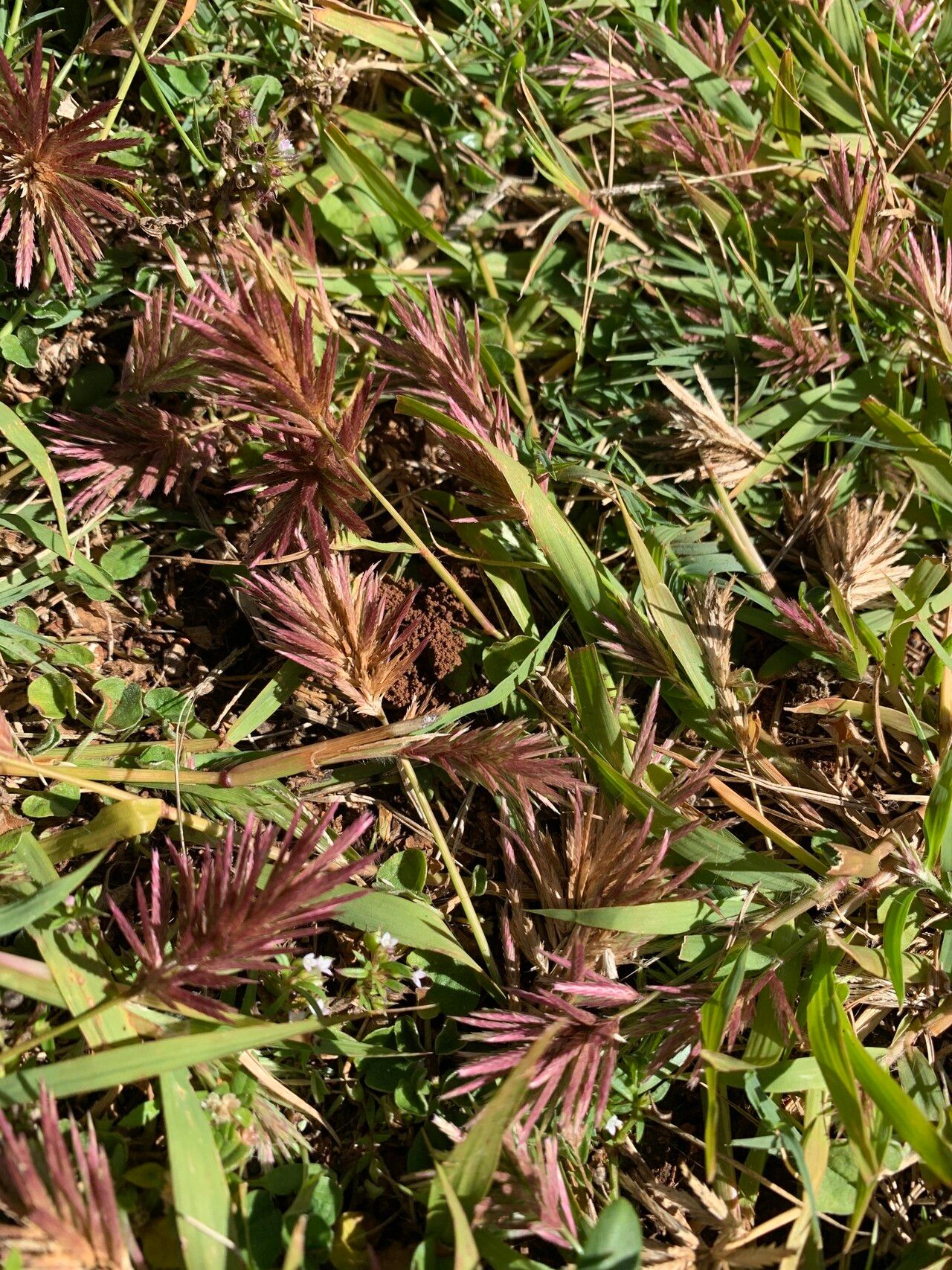 Eragrostis patens — houseplant care guide