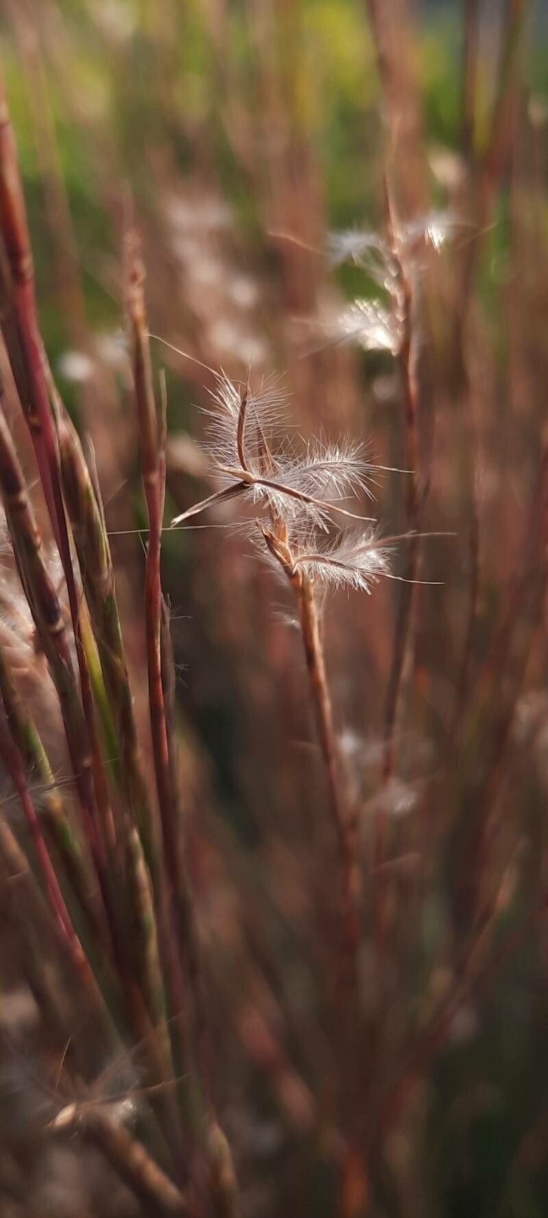 Andropogon ternarius fruit