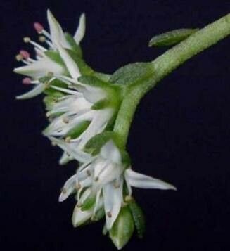 Sedum caducum flower
