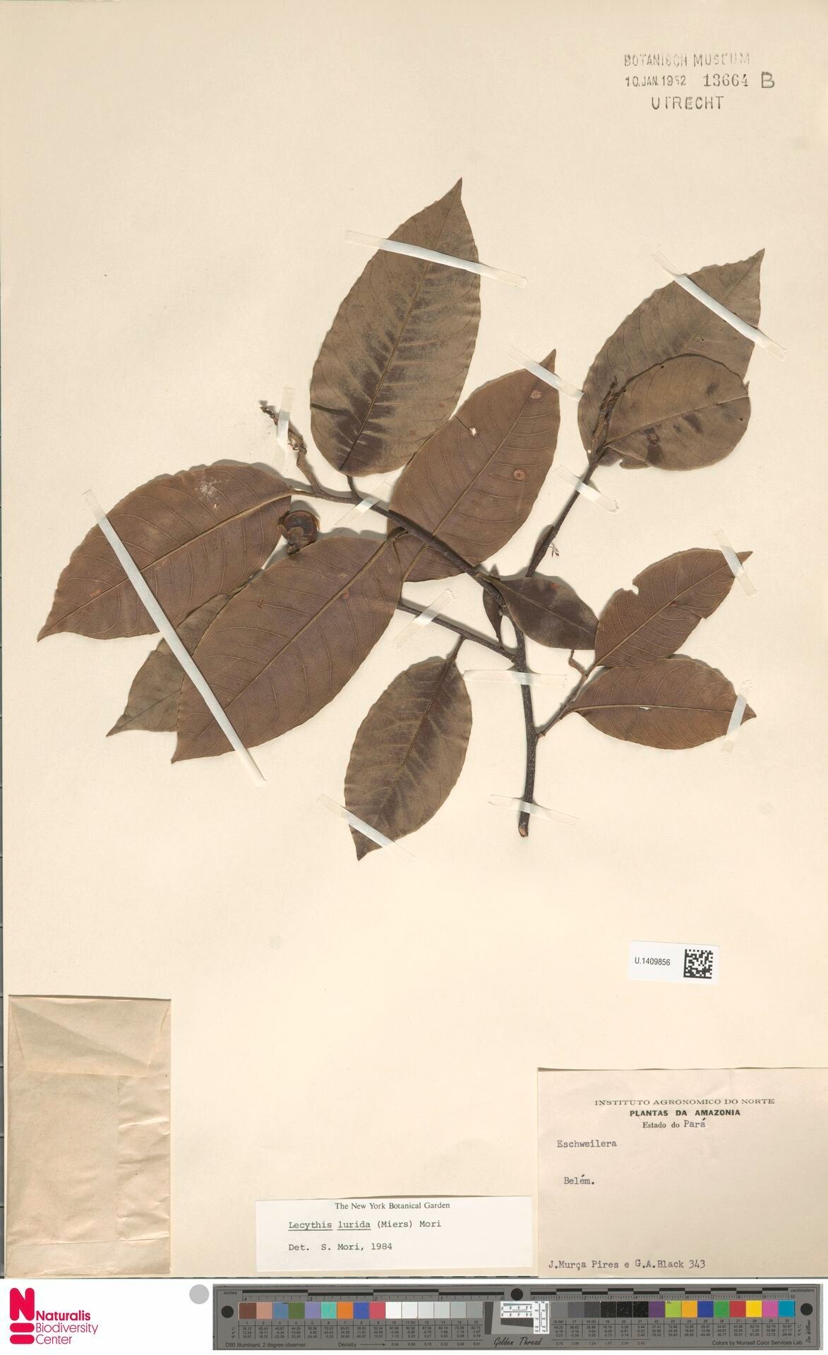 Lecythis lurida other