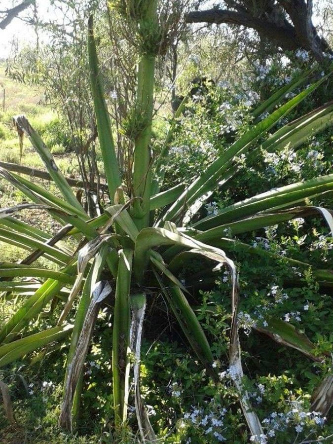 Doryanthes excelsa — large blooms houseplant