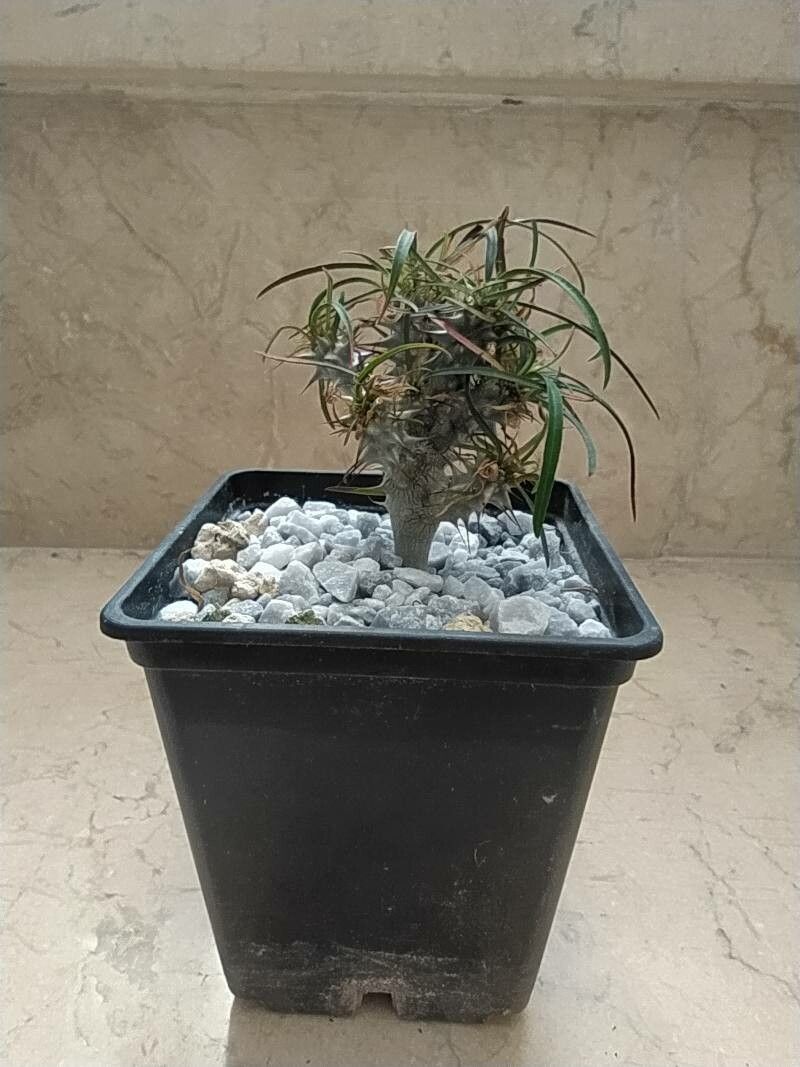 Euphorbia gottlebei — houseplant care guide