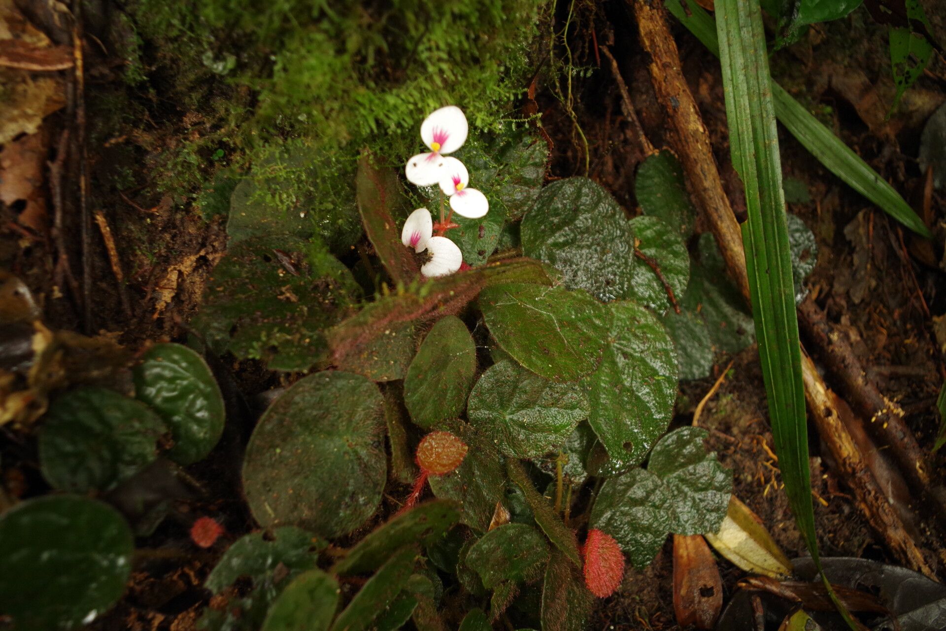Begonia lacunosa habit