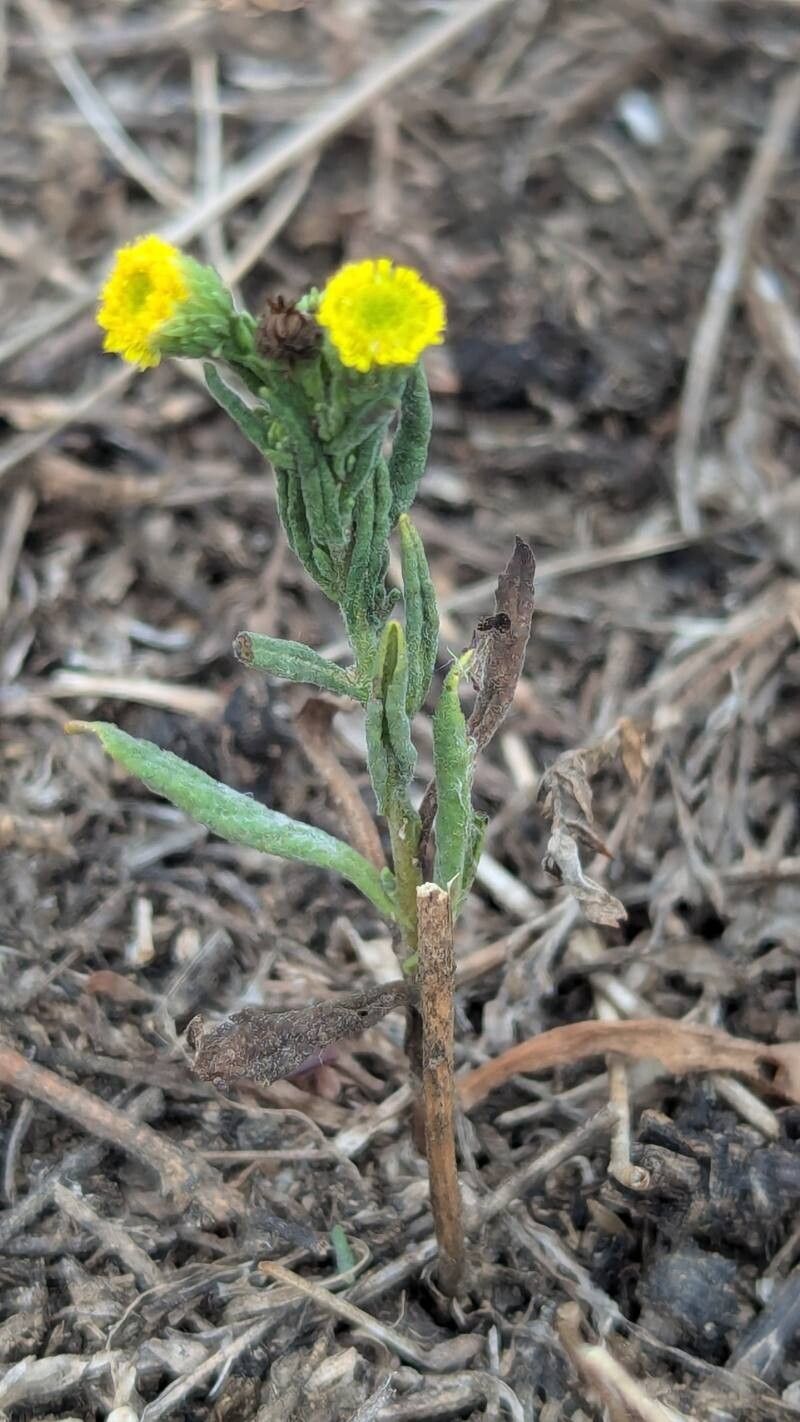 Pulicaria sicula habit